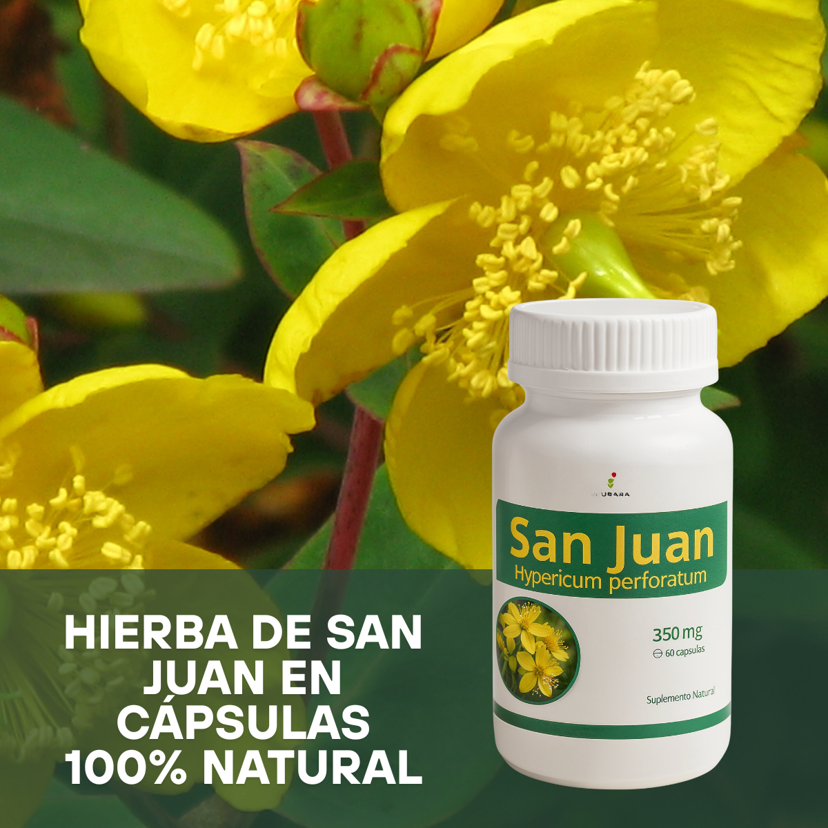 Antidepresivo Natural Hierba San Juan